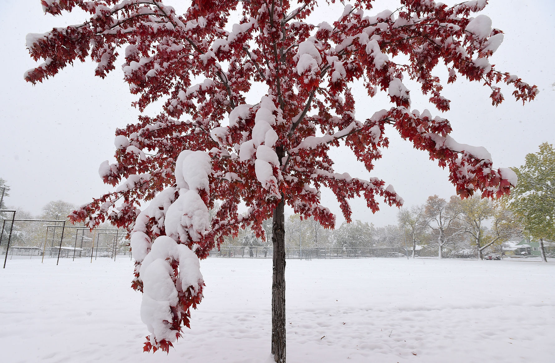 Billings snow scenes